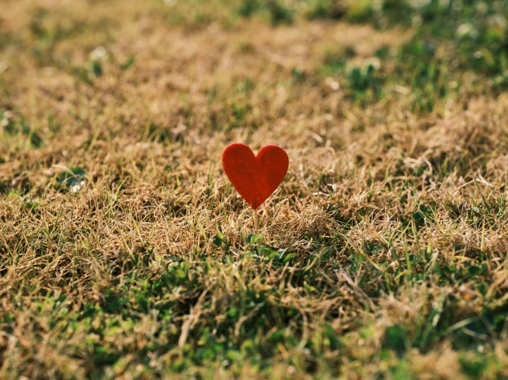 a red heart sitting in the middle of a field, in a grass field