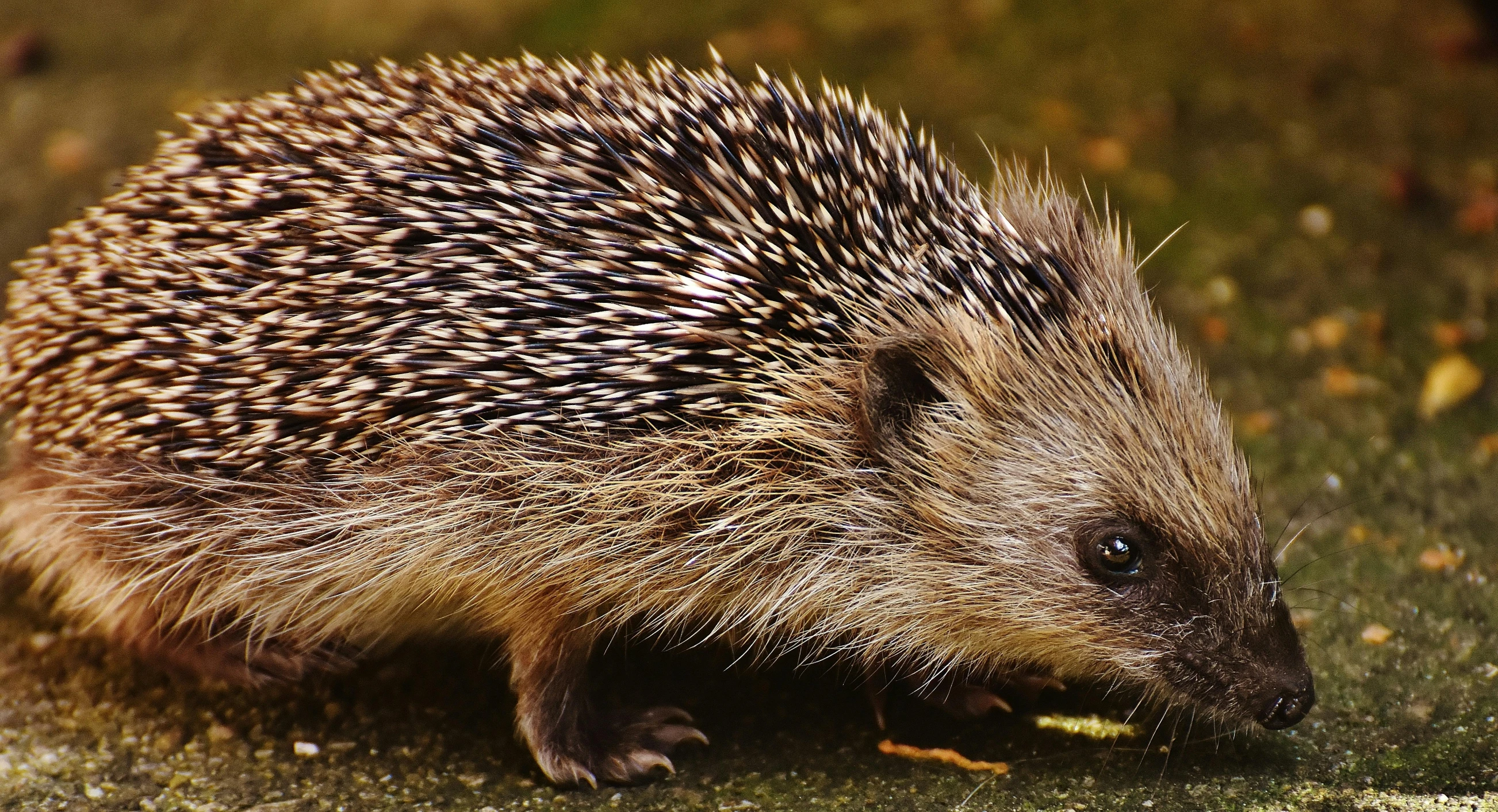 a close up of a small hedgehog on the ground, by Peter Churcher, trending on pexels, renaissance, 🦩🪐🐞👩🏻🦳, including a long tail, hedgemaze, shiny and sparkling