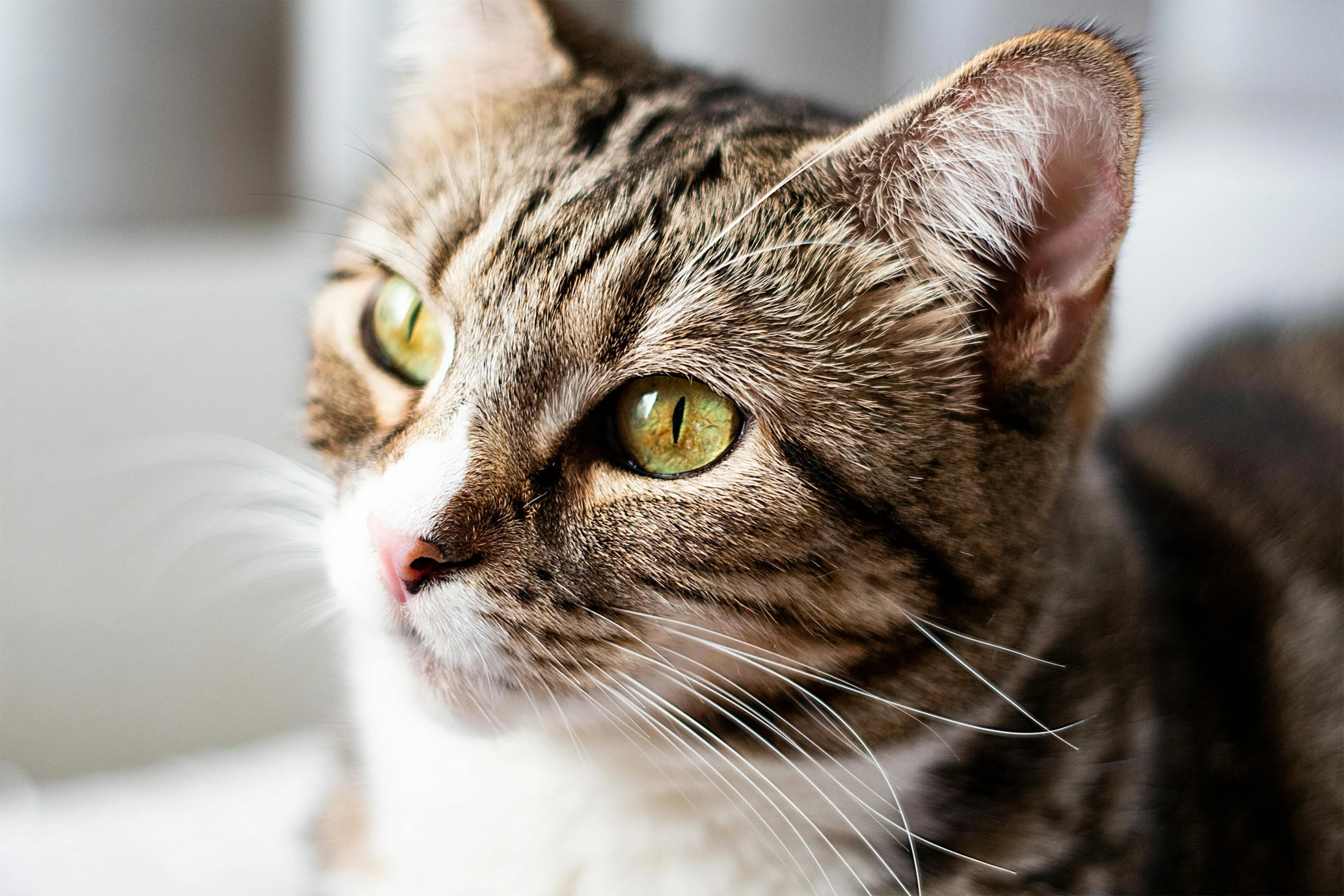 a close up of a cat laying on a bed, by Julia Pishtar, unsplash, fan favorite, clear green eyes, looking from side, instagram post