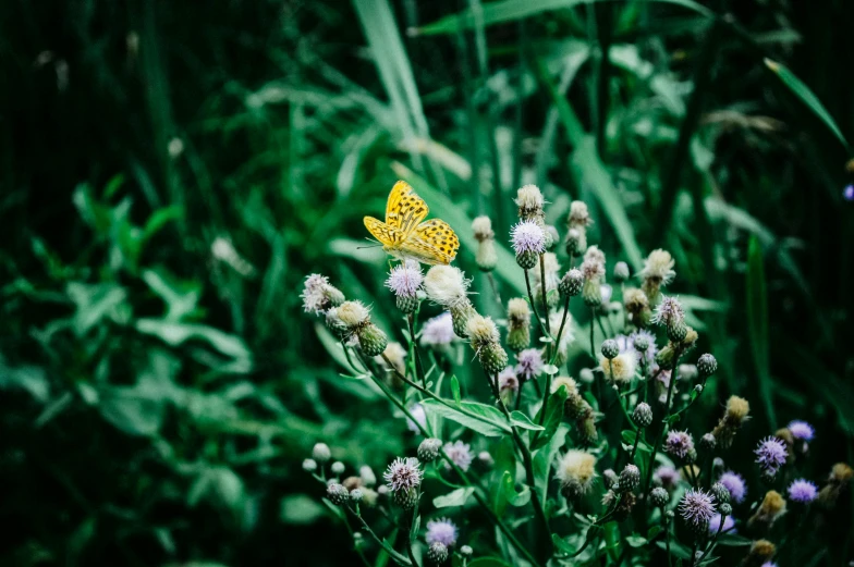 a yellow butterfly sitting on top of a purple flower, inspired by Elsa Bleda, unsplash, sitting in a field of cannabis, muted green, instagram photo, clover