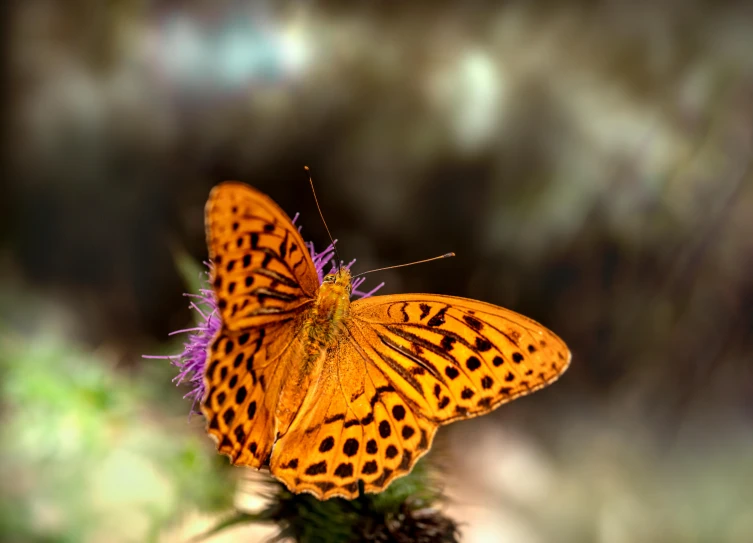 a close up of a butterfly on a flower, pexels contest winner, hurufiyya, speckled, low detailed, macro photography 8k, miniature animal