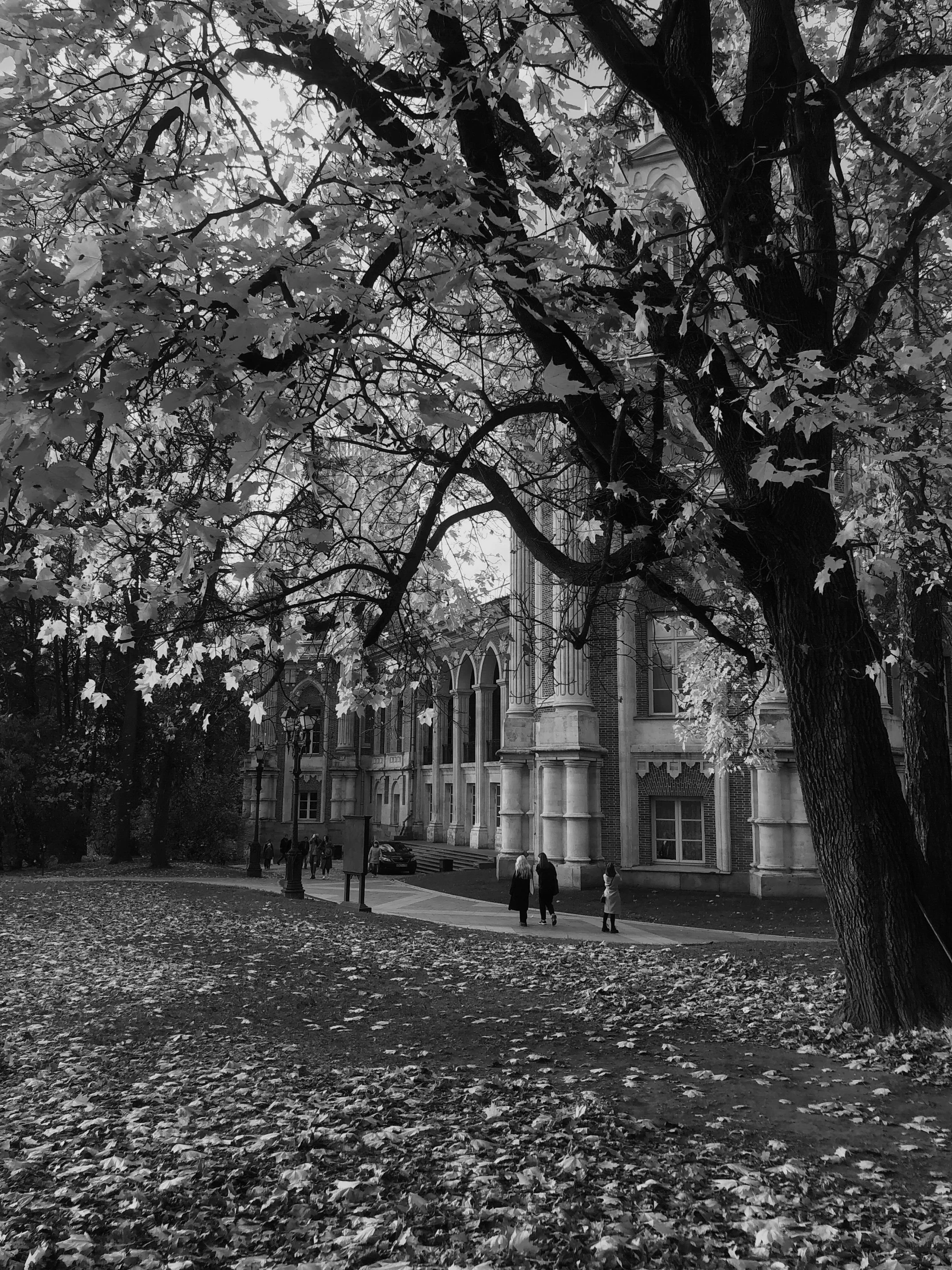 a black and white photo of a tree in front of a building, academic art, people walking around, autumn colours, cathedral, fi