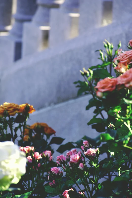 a bunch of pink and white flowers in front of a building, monuments, warm light, upclose, cemetery