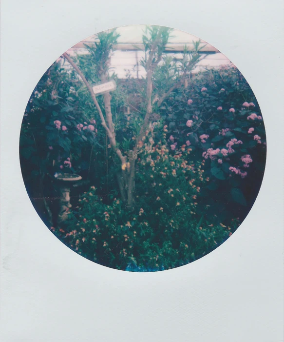 a circular picture of flowers in a garden, a polaroid photo, unsplash, greenhouse, medium format, slight overcast, with soft bushes