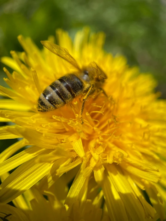 a bee sitting on top of a yellow flower