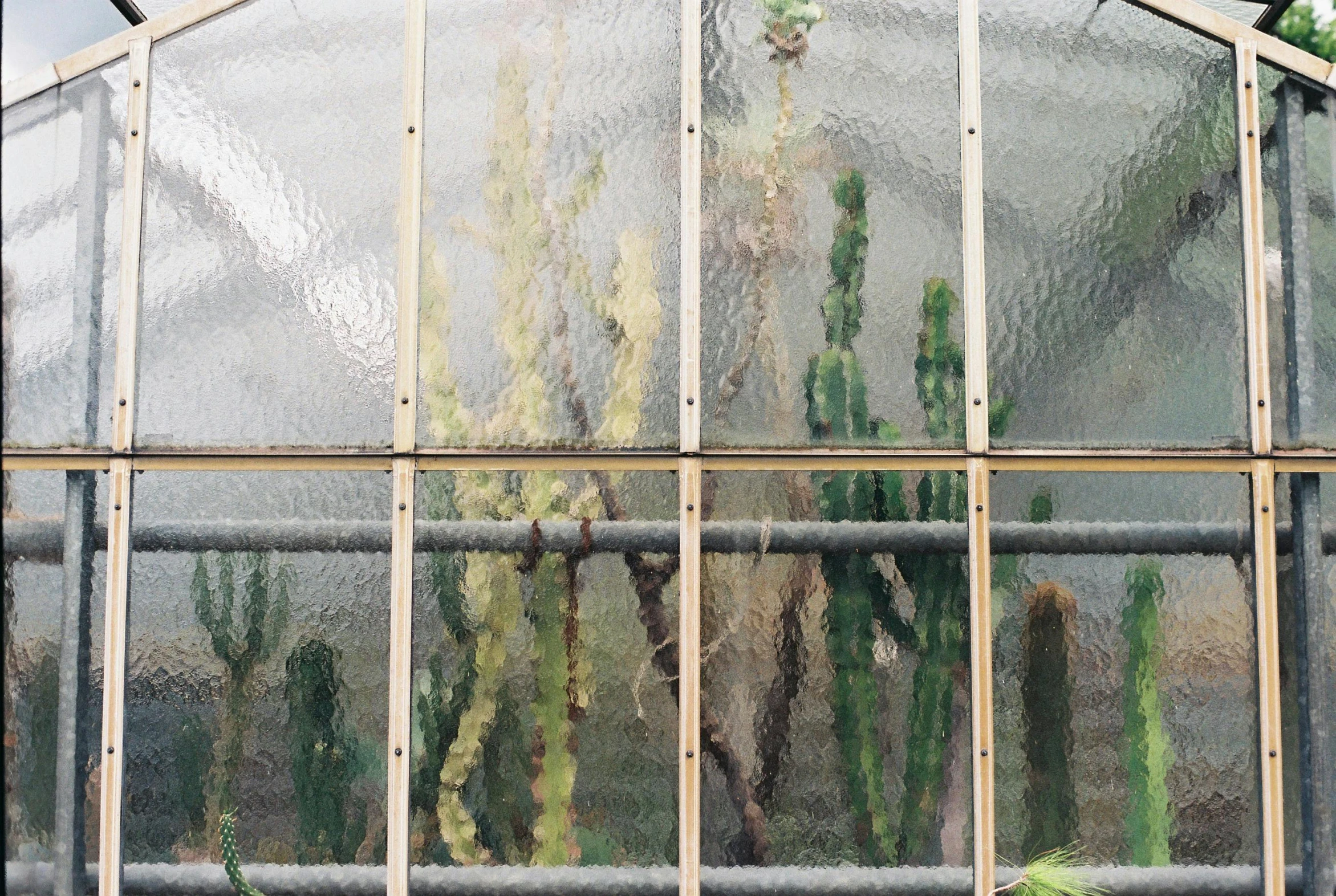 a close up of a cactus plant in a greenhouse, a picture, inspired by Diego Giacometti, glass panes, tall arches, faded worn, large tall