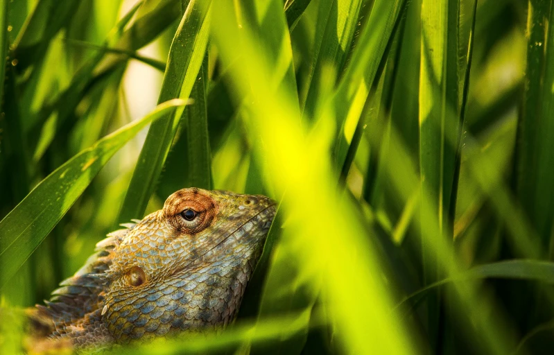 a lizard that is sitting in the grass, by Adam Marczyński, unsplash, renaissance, australian, hiding, high definition image, multicoloured