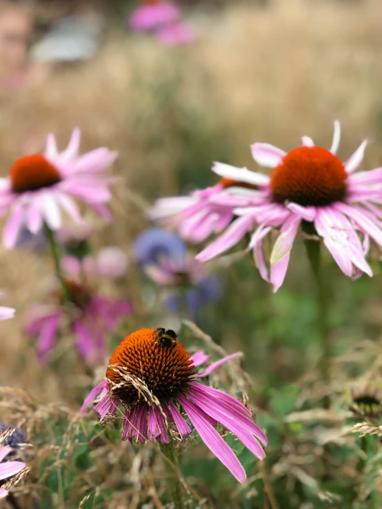 a bunch of purple flowers in a field, a photo, by Jan Tengnagel, pexels contest winner, pink bees, brown, panoramic, high detail photograph