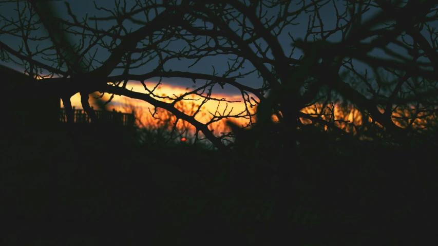 a horse that is standing in the grass, a picture, inspired by Elsa Bleda, unsplash, romanticism, silhouette over sunset, branches, nighttime photography, 35mm color lomography