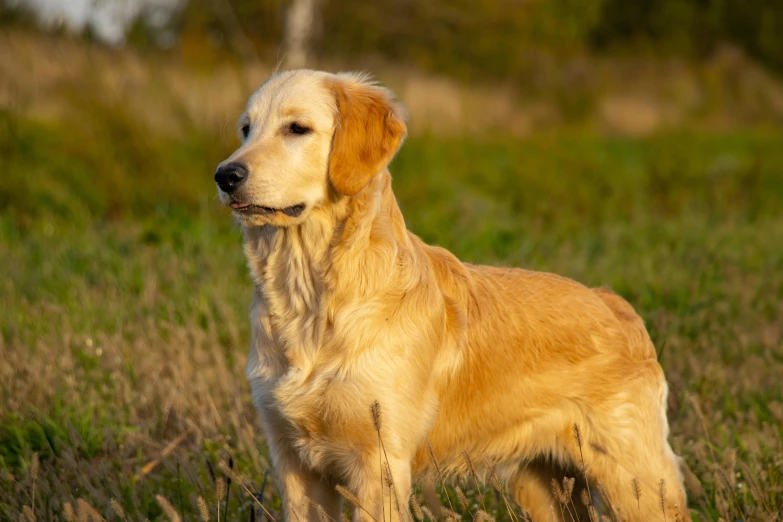 a dog that is standing in the grass, golden glistening, adventurer, aged 13, fan favorite