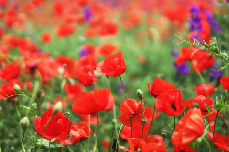 a field full of red and purple flowers, pexels, romanticism, green bright red, instagram post, poppy, soft