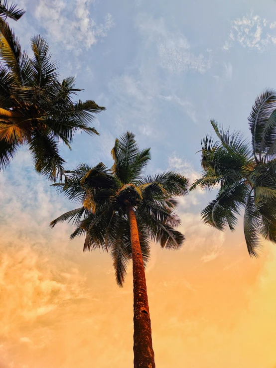 a couple of palm trees standing next to each other, pexels contest winner, profile image, skies behind, coconuts, in the evening