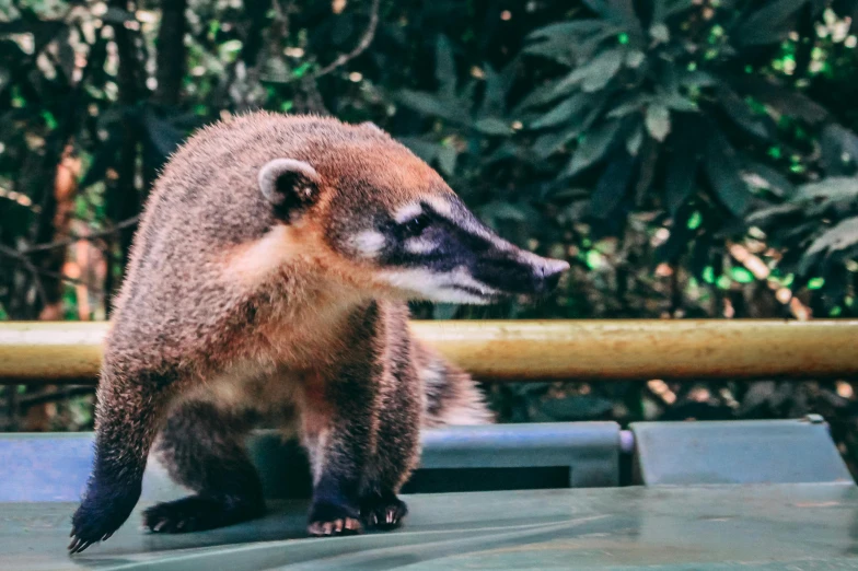 a small animal standing on top of a trash can, pexels contest winner, sumatraism, tamandua, on a table, 🦩🪐🐞👩🏻🦳, extremely detailed raccoon