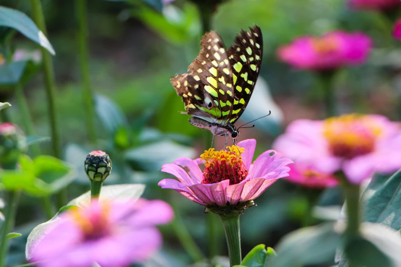 a butterfly sitting on top of a pink flower, a green, colorful photograph