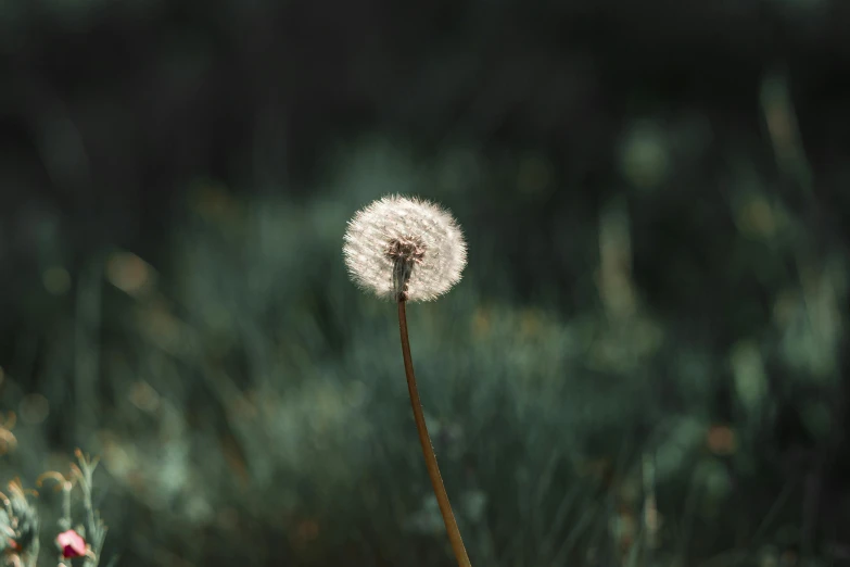 a dandelion sitting on top of a lush green field, inspired by Elsa Bleda, unsplash, hurufiyya, against dark background, tooth wu : : quixel megascans, sensitive, faded and dusty