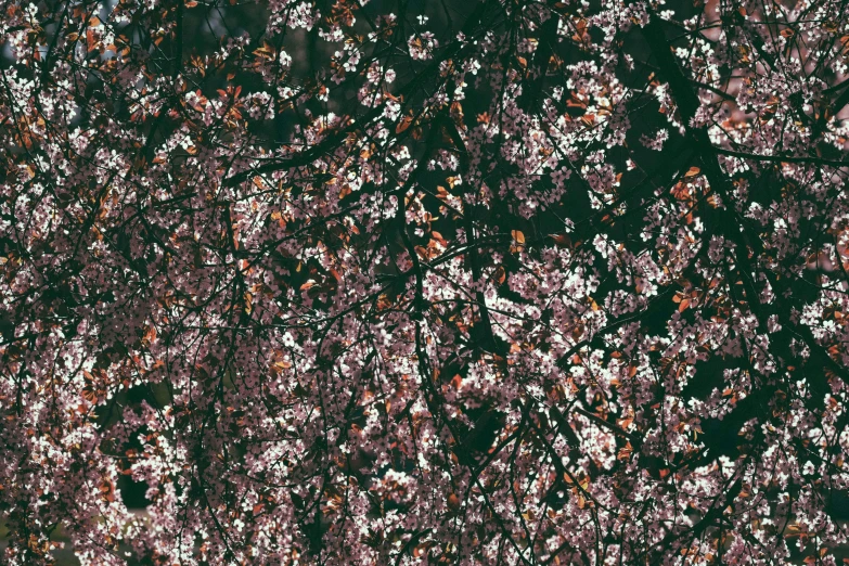 a tree filled with lots of pink flowers, inspired by Julian Schnabel, unsplash, sōsaku hanga, dark brown white green colours, ffffound, dark flower pattern wallpaper, sakura bloomimg