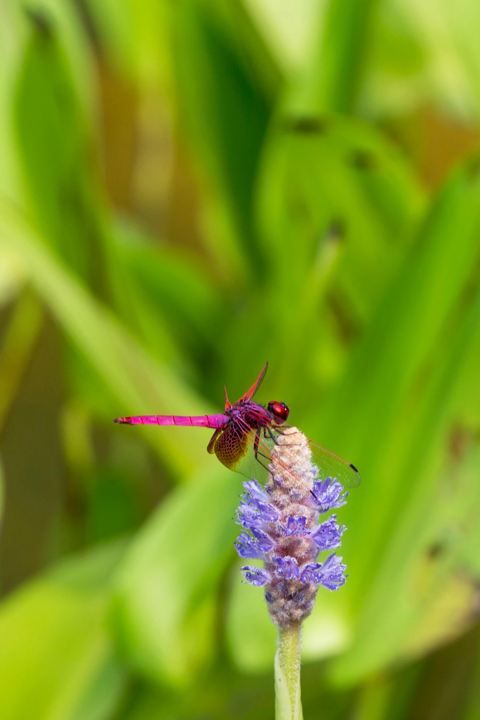 a dragonfly sitting on top of a purple flower, by Robert Brackman, a red dragon, medium shot angle, loosely cropped, avatar image