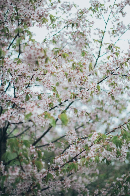 a red fire hydrant sitting on top of a lush green field, inspired by Elsa Bleda, trending on unsplash, cherry blossom tree, white blossoms, canvas print, birds on cherry tree