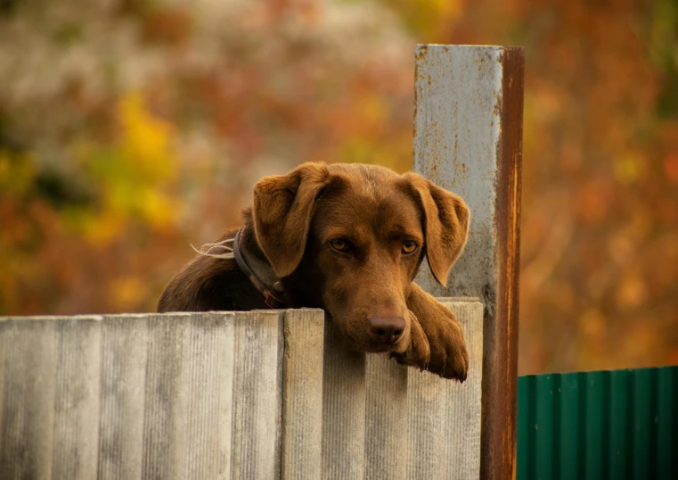 a brown dog sitting on top of a wooden fence, by Peter Churcher, pexels contest winner, “ iron bark, brown colours, cardboard, secretly on a village