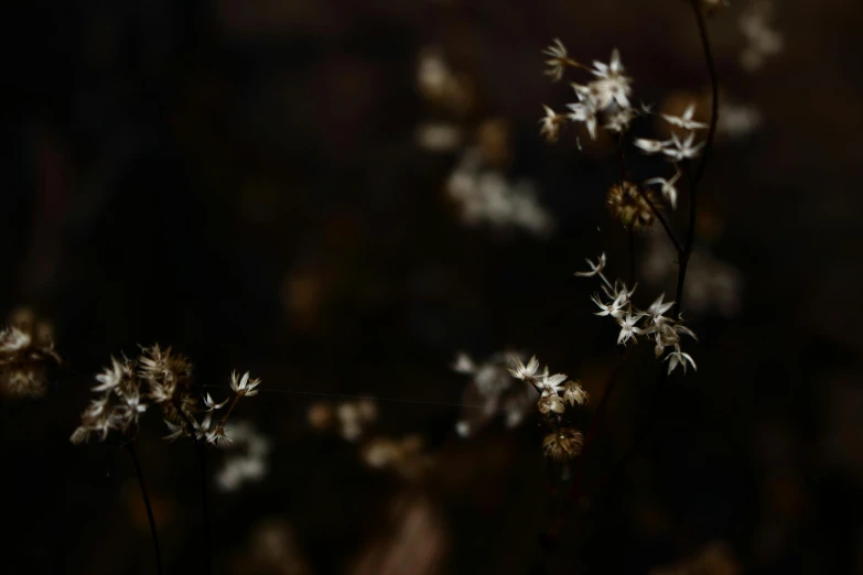 a close up of a plant with small white flowers, unsplash, tonalism, brown atmospheric lighting, dead plants and flowers, the stars, late autumn