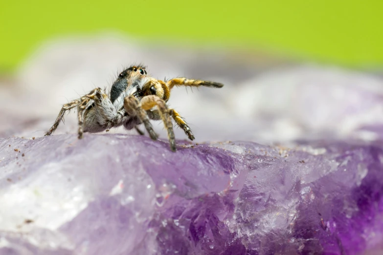 a spider sitting on top of a purple rock, a macro photograph, by Adam Marczyński, naturalism, grey, young male, resin, pouncing