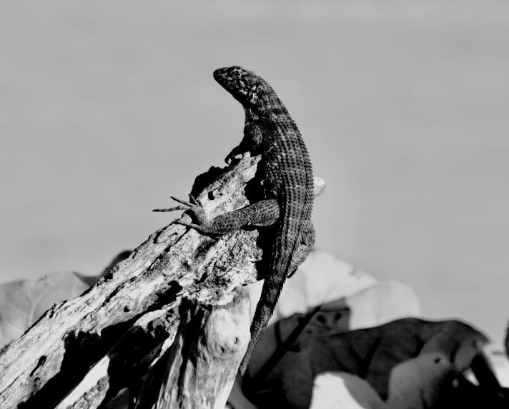 a lizard sitting on top of a tree branch, a black and white photo, an intricate, desert, monitor, pose 1 of 1 6