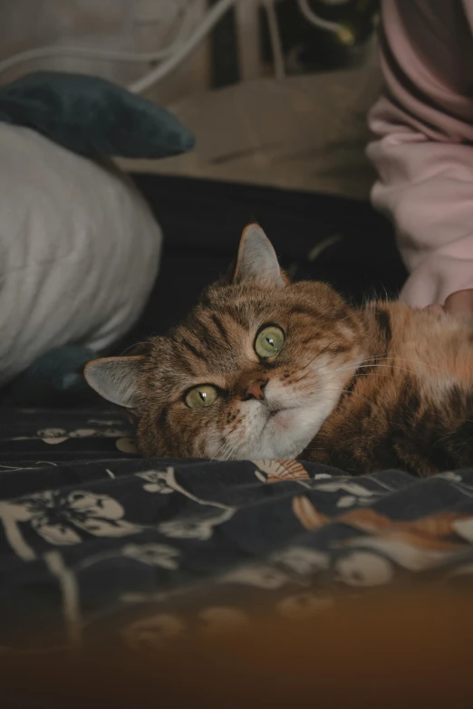 a cat laying on top of a bed next to a person, pexels contest winner, renaissance, low light cinematic, garfield cat face, extremely plump, gif