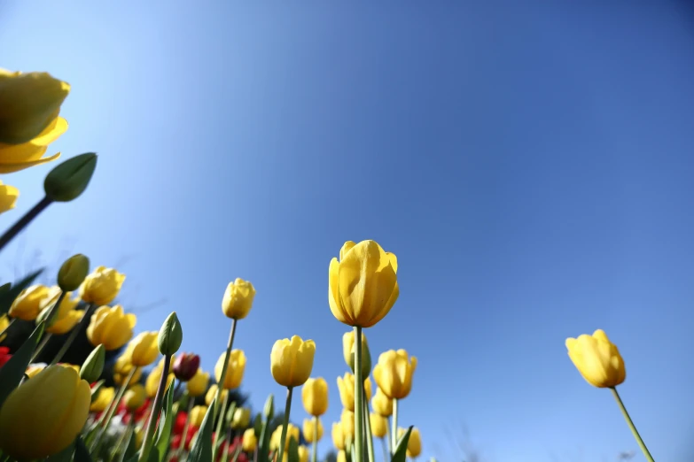 a field of yellow tulips with a blue sky in the background, a picture, unsplash, show from below, high quality product image”