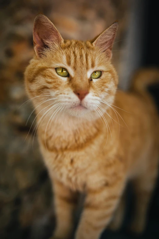 a close up of a cat looking at the camera, by Jan Tengnagel, unsplash, orange cat, full body close-up shot, old male, paul barson