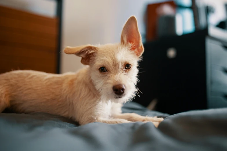 a small white dog laying on top of a bed, pexels contest winner, pointy ears, brown, young male, australian