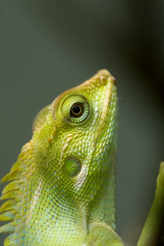 a close up of a lizard on a tree branch, a macro photograph, by Greg Rutkowski, trending on pexels, a frontal portrait of a delicate, green and yellow, close - up studio photo, high-angle