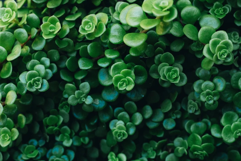a close up of a bunch of green plants, trending on pexels, instagram post, highly microdetailed, jade green, clover