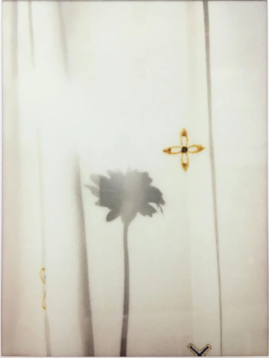 a close up of a flower near a window, a polaroid photo, by Christopher Williams, sōsaku hanga, the palms come from the depths, “ golden chalice, with a white background, pins of light