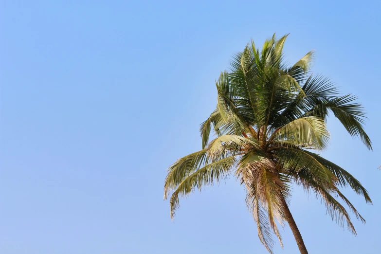 a palm tree with a blue sky in the background, by Rachel Reckitt, unsplash, hurufiyya, sri lanka, background image, cloudless sky, conde nast traveler photo