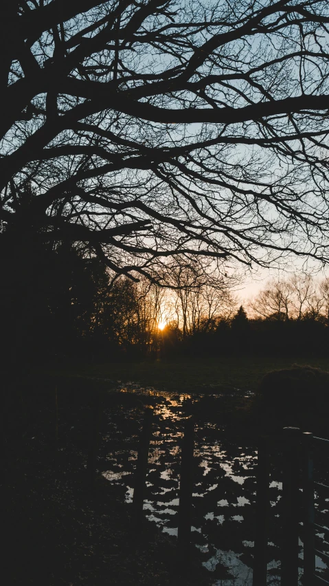 a tree that is next to a body of water, an album cover, by Andrew Allan, unsplash, tonalism, winter sun, low quality photo