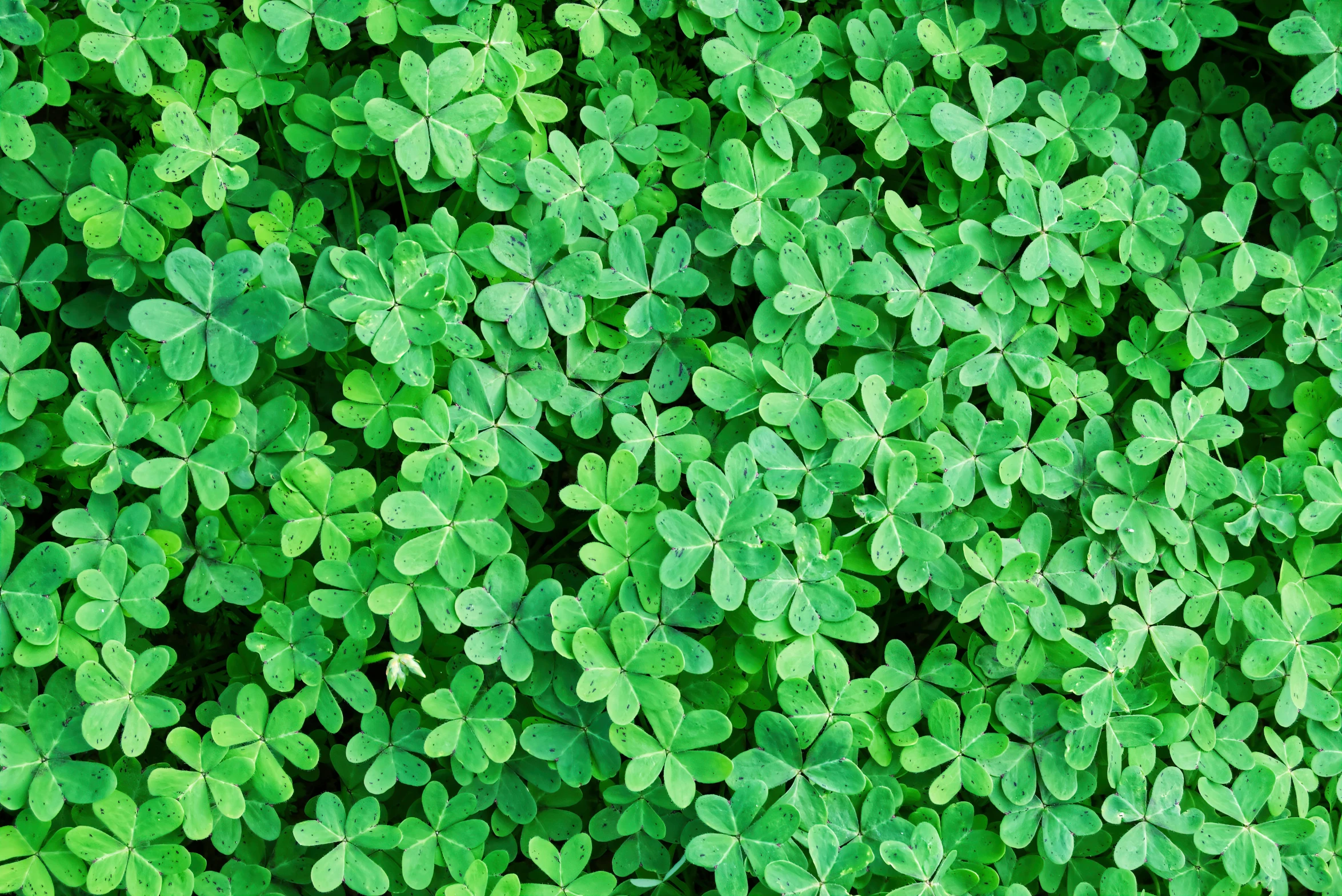 a close up of a bunch of green leaves, by Carey Morris, pixabay, renaissance, background full of lucky clovers, 2 5 6 x 2 5 6, aerial shot, lush field