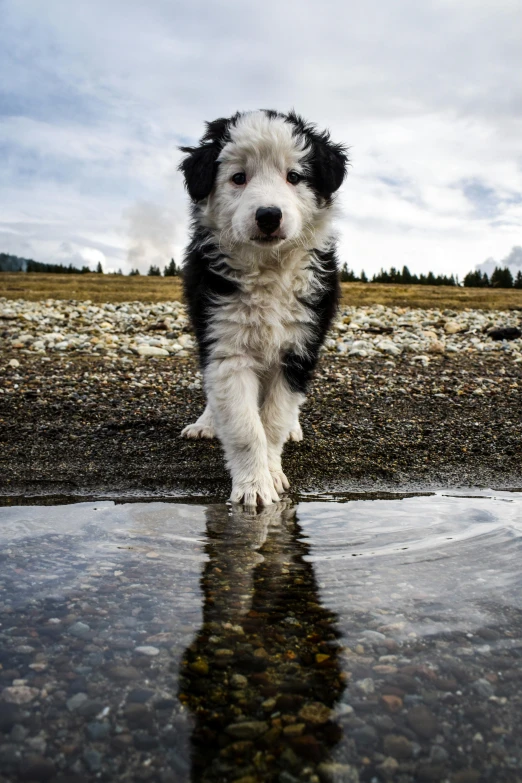 a black and white dog standing on top of a puddle of water, whistler, puppies, aussie, national geographic ”