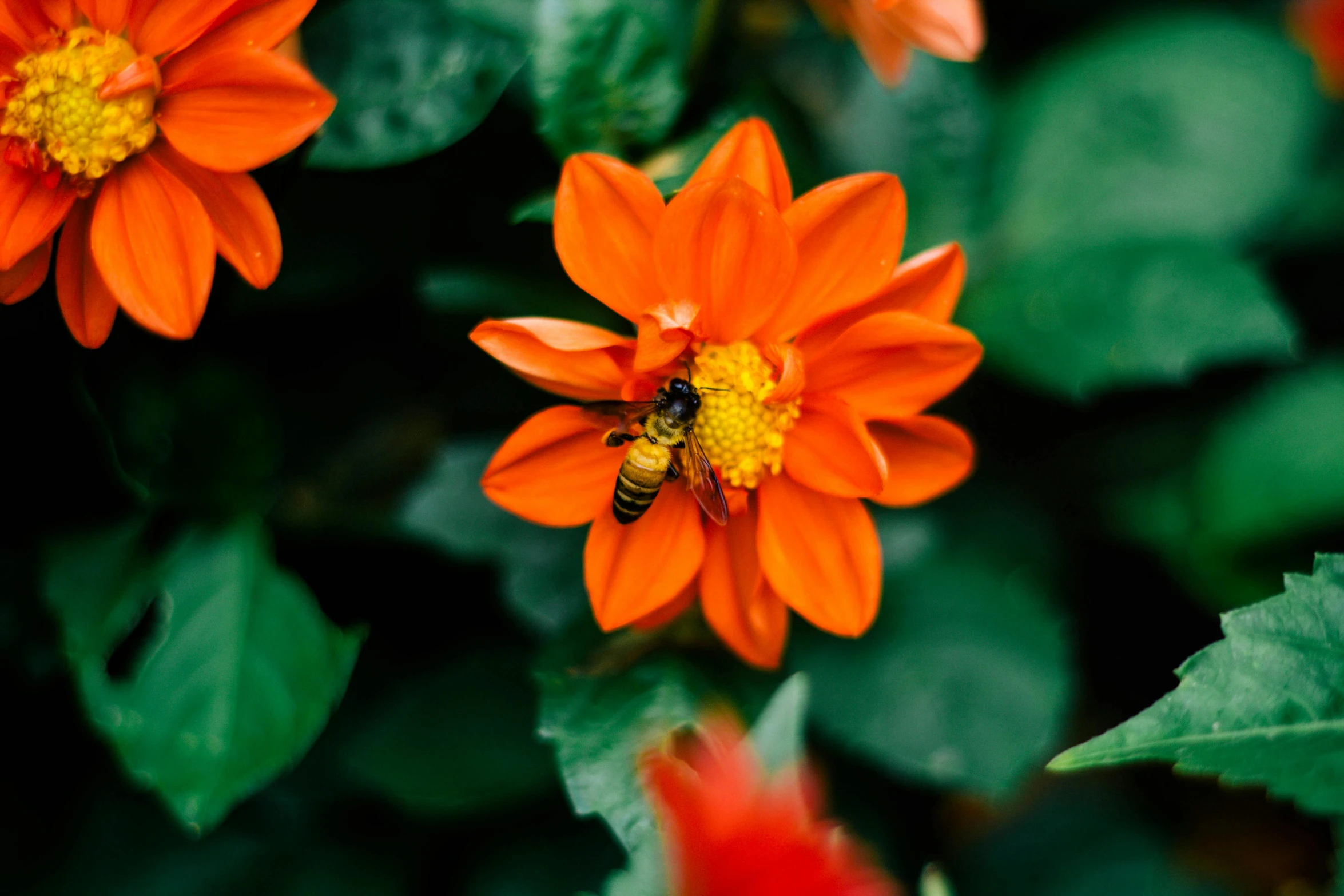 an orange flower with a bee on it, pexels contest winner, lush garden spaceship, a green, 🦩🪐🐞👩🏻🦳, unsplash photography