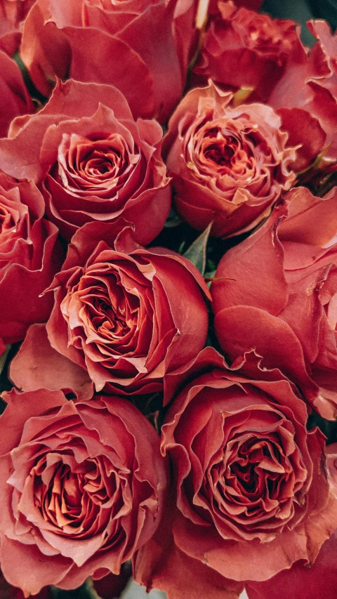 a bouquet of red roses in a vase, by Leila Faithfull, trending on unsplash, award - winning crisp details ”, faded pink, neck zoomed in, amber