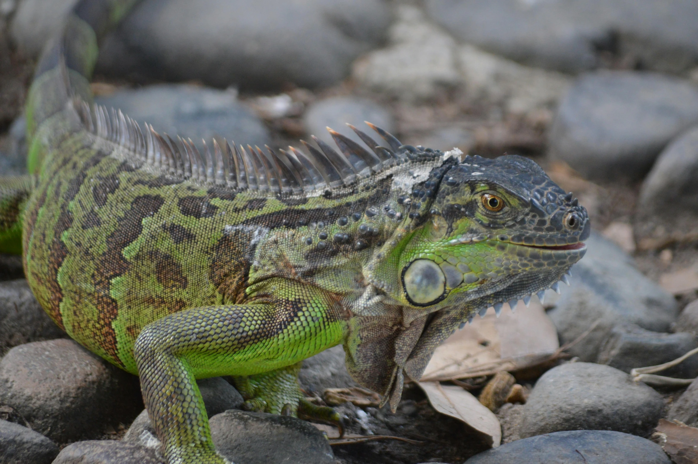 a lizard sitting on top of a pile of rocks, by Terese Nielsen, pexels contest winner, sumatraism, green skin with scales, iguana, mid 2 0's female, grey