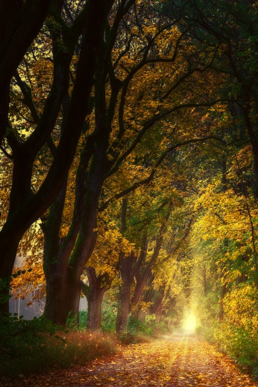 the sun is shining through the trees in the woods, a picture, by Eglon van der Neer, maple trees along street, dawn lighting, autum, elaborate