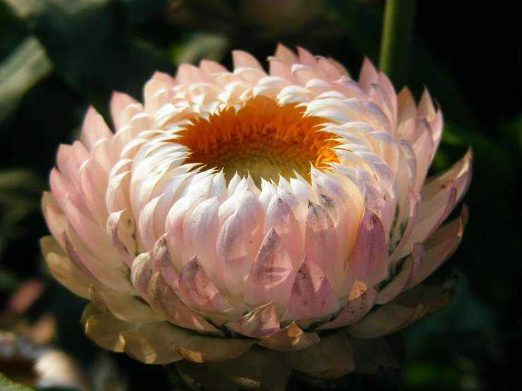 a close up of a pink flower with a yellow center, inspired by Edwin Deakin, pexels contest winner, albino dwarf, coxcomb, desert white greenhouse, made of glazed