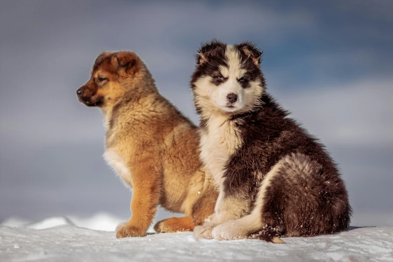 a couple of dogs sitting on top of a snow covered ground, an album cover, pexels contest winner, inuit heritage, 4k/8k, puppies, ready to model