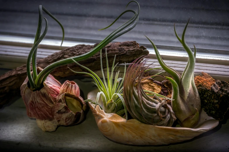 a bunch of plants sitting on top of a window sill, a still life, inspired by Carpoforo Tencalla, unsplash, fantastic realism, spiky tentacles, by greg rutkowski, culinary art photography, intricate roots