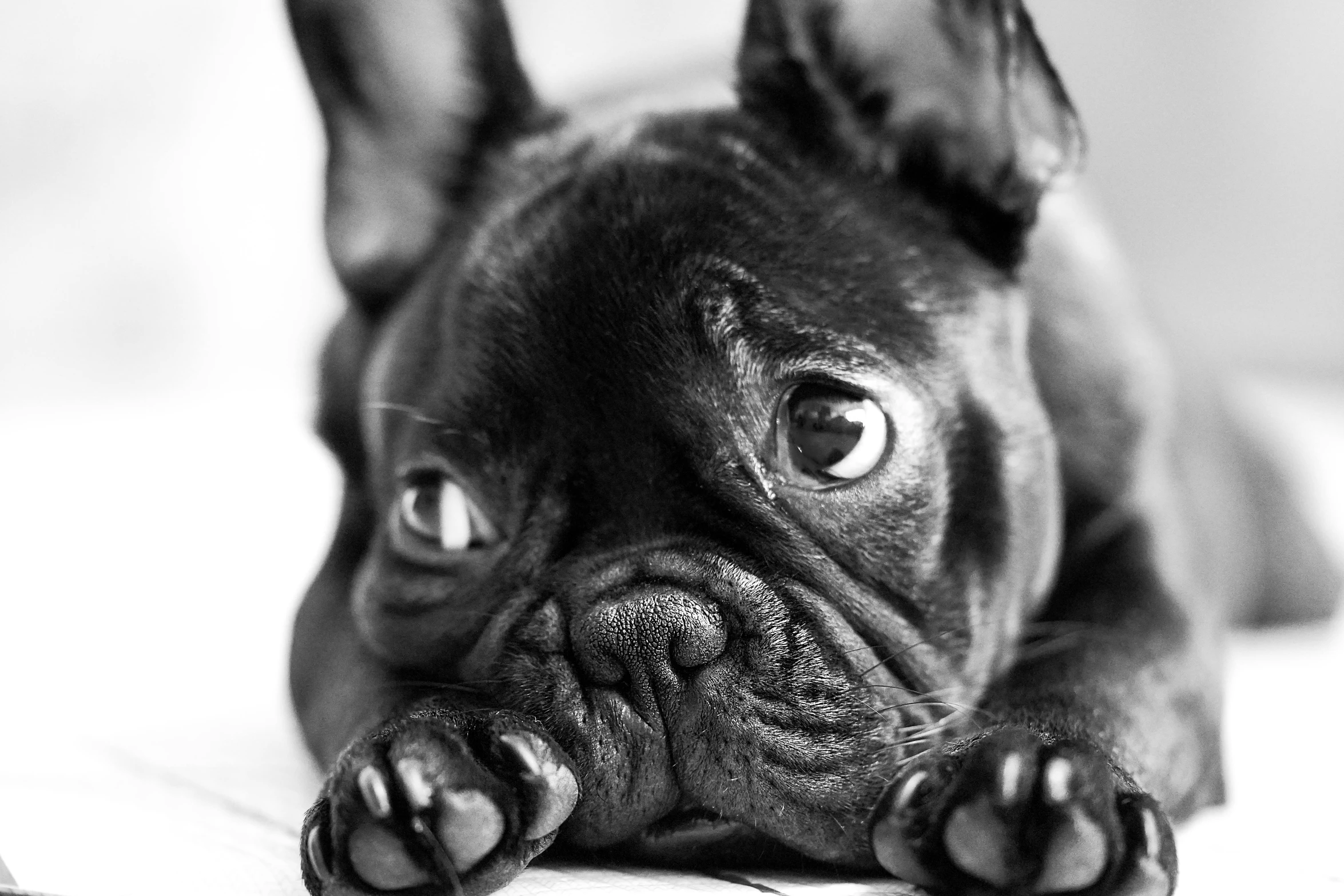 a black and white photo of a dog laying on a bed, a black and white photo, by Daniel Gelon, pexels, french bulldog, closeup!!!!!!, two shallow black eyes, portrait of a big