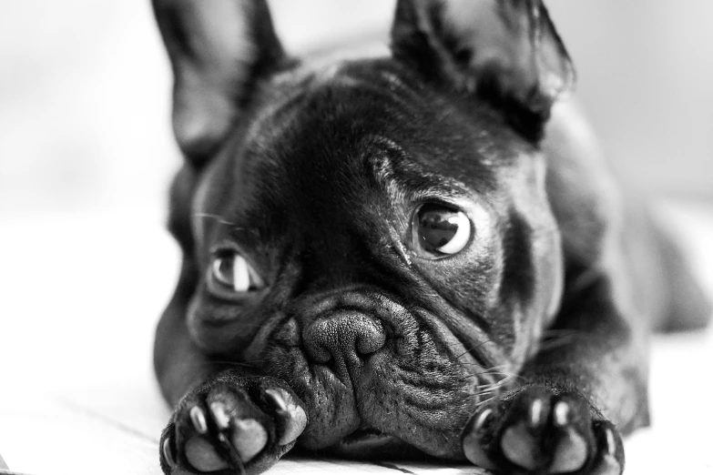 a black and white photo of a dog laying on a bed, a black and white photo, by Daniel Gelon, pexels, french bulldog, closeup!!!!!!, two shallow black eyes, portrait of a big