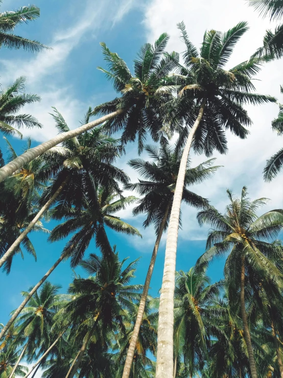 a group of tall palm trees against a blue sky, an album cover, unsplash, sumatraism, ((trees))