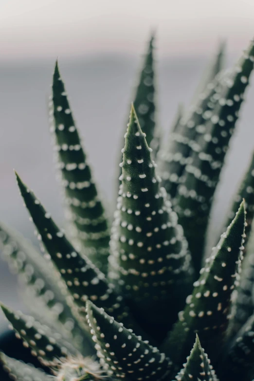 a close up of a plant with water droplets on it, by Carey Morris, trending on unsplash, modernism, made of cactus spines, grey mist, serrated point, multiple stories