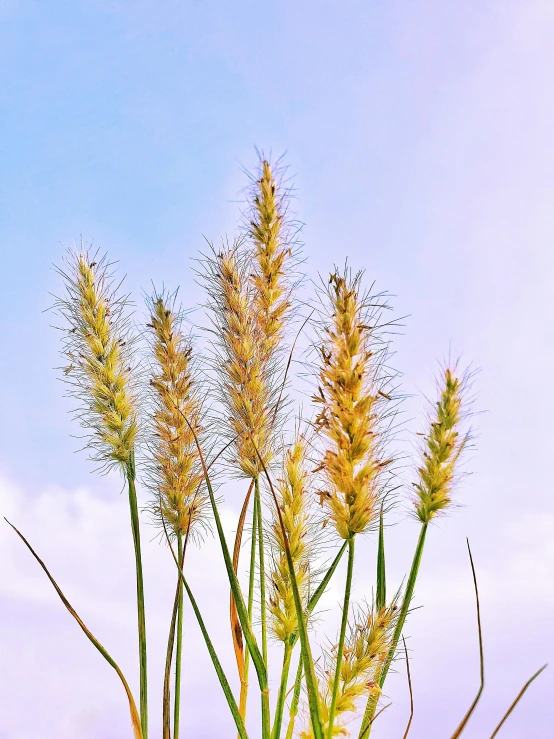 a bunch of tall grass sitting on top of a lush green field, unsplash, mineral grains, blue sky, background image, abundant fruition seeds