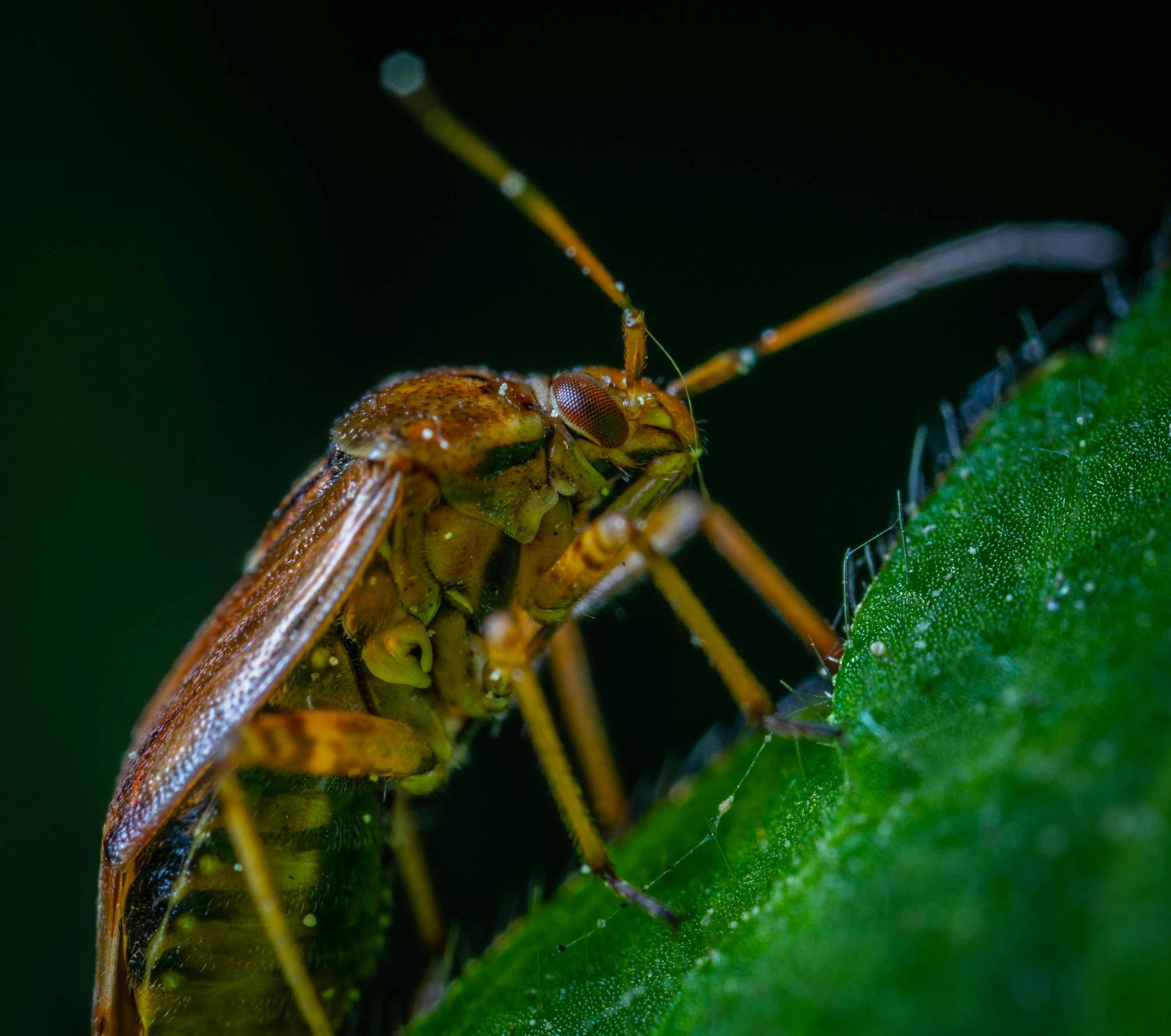 a bug sitting on top of a green leaf, a macro photograph, pexels contest winner, at nighttime, avatar image, young male, high resolution photo